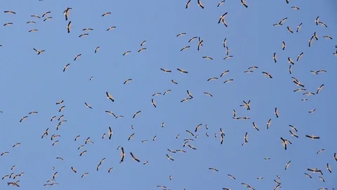 White stork migration Stock Footage 98484794