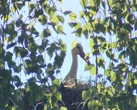White stork in the nest between leafy tree branches. Stock Footage 8970726