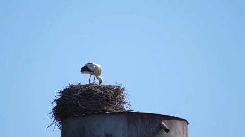 White stork in the nest checks the condition of the clutch Stock Footage 196825897