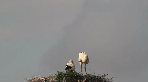 White Stork nest with chicks Video stock 914822