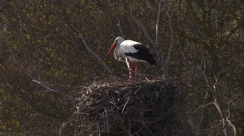 WHITE STORK NEST Stock Footage 36260770