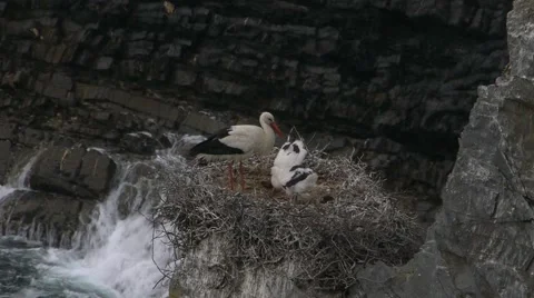 White stork in the nest Stock Footage 51414707