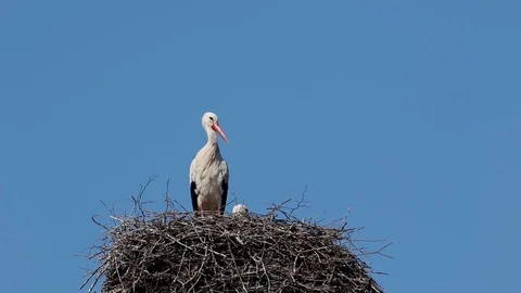 White stork on the nest Stock Footage 105463353