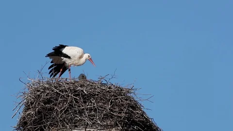 White stork on the nest Stock Footage 105465413