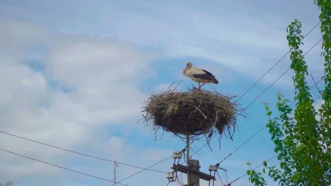 White Stork In Nest. Stock Footage 131867804