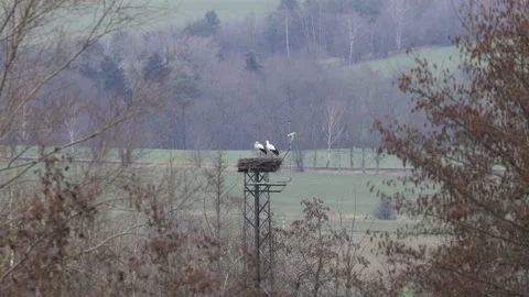 White stork on the nest Stock Footage 149916367