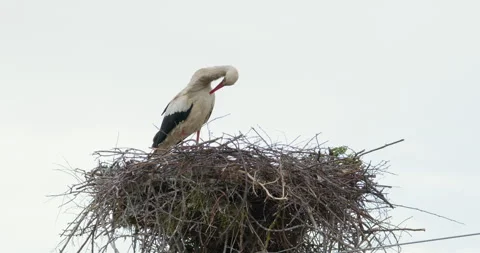 White stork in a nest Stock Footage 256079832