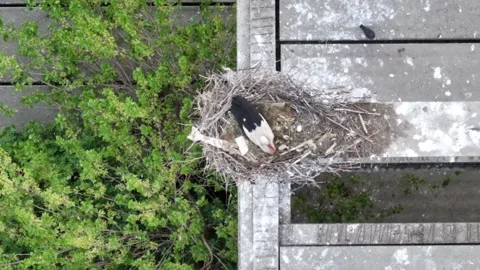 White Stork in Nest with Green Trees Industrial Background Serbia 4K Stock Footage 307387685