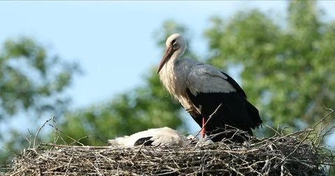 White stork nest with a parent and nestlings Stock Footage 106173689