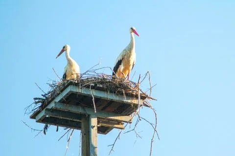 White stork in the nest Stock Photos