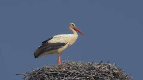 White stork in nest slow motion Video stock 91738596
