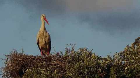 White stork in the nest at sunset Stock Footage 83096009