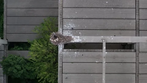 White Stork Nesting on Industrial Structure Close-Up 4K Stock Footage 307387530
