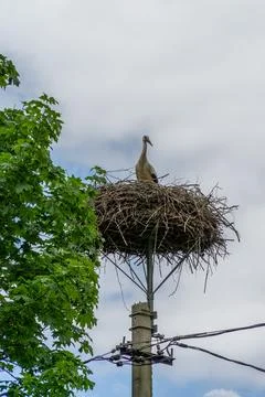 White Stork Nesting on a Utility Pole Stock Photos