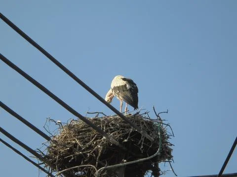 White stork nesting on utility pole with power lines under blue sky Foto stock