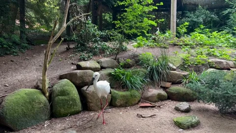 White Stork In The Park Stock Footage 203959917