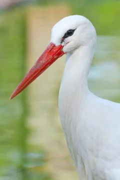White stork Stock Photos