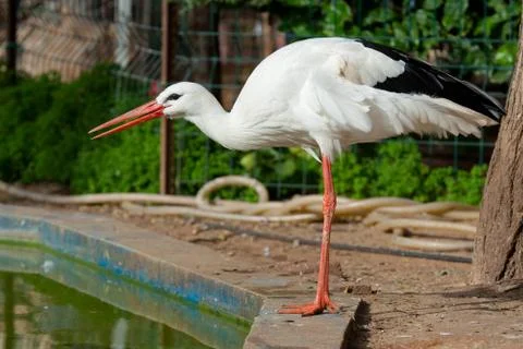 White stork Stock Photos