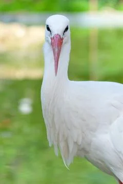 White stork Stock Photos