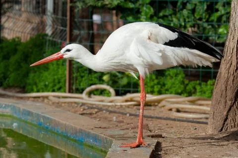 White stork Stock Photos