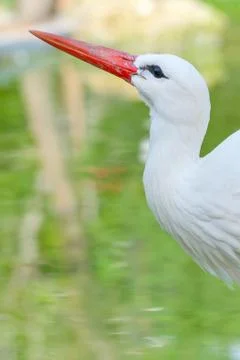 White stork Stock Photos