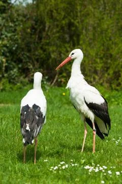 White stork Foto stock