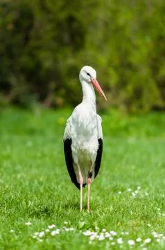 White stork Foto stock
