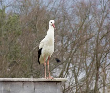 White stork Stock Photos
