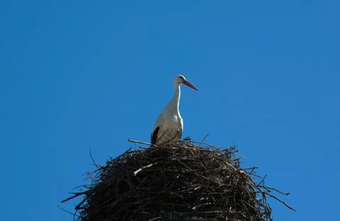White stork Stock Photos