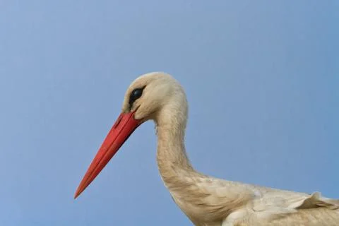 White stork Stock Photos