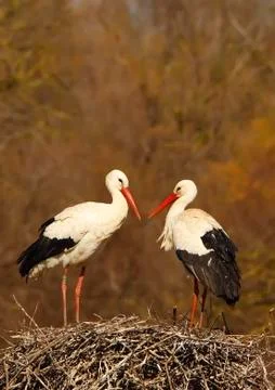 White stork Stock Photos