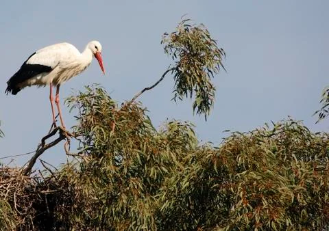 White stork Stock Photos