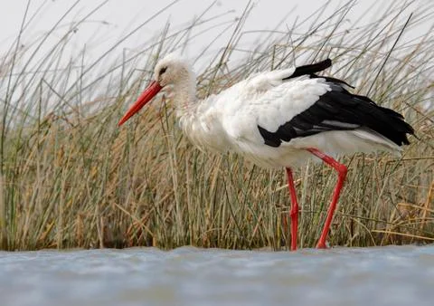White stork Stock Photos