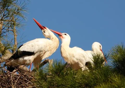 White stork Stock Photos