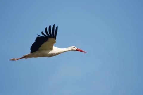 White stork Foto stock