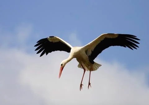 White stork Stock Photos