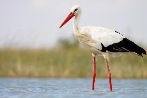 White stork Stock Photos