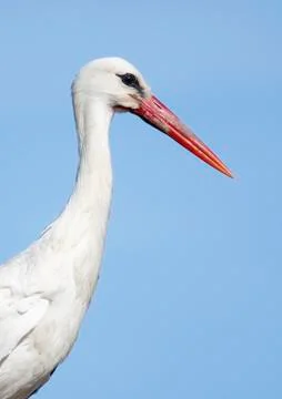 White stork Stock Photos