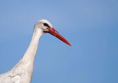 White stork Stock Photos