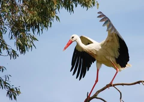 White stork Stock Photos