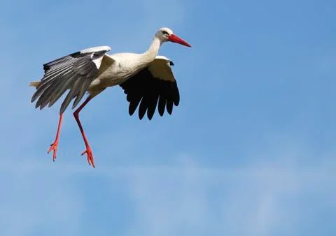 White stork Stock Photos