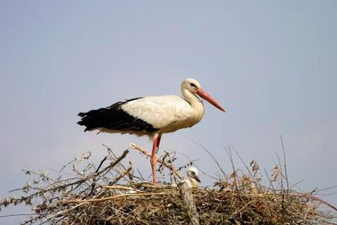 White stork Stock Photos