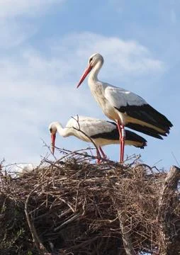 White stork Stock Photos