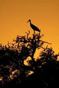 White stork Stock Photos
