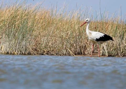White stork Stock Photos