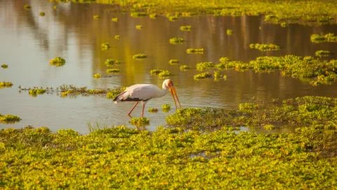 White Stork Stock Photos