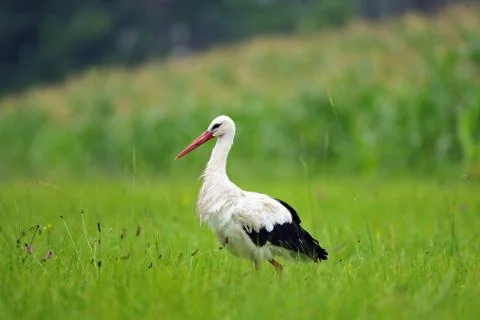 White stork Foto stock