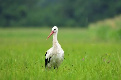 White stork Stock Photos