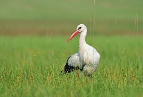 White stork Stock Photos