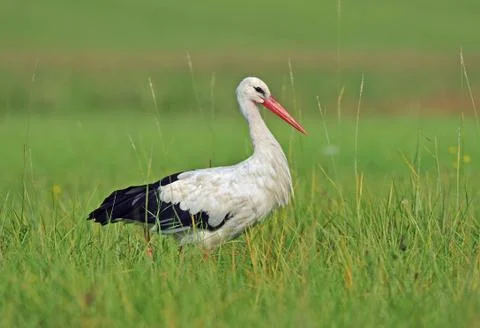White stork Stock Photos